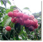 lychee